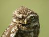 Little Owl at Fleet Head (Steve Arlow) (49406 bytes)